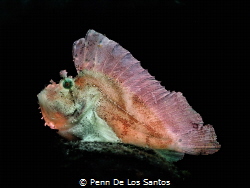 Leaf scorpionfish side profile. by Penn De Los Santos 